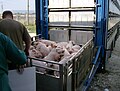 Image 26Pigs being loaded into their transport (from Livestock)