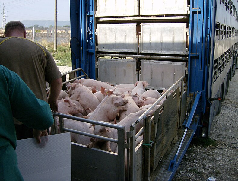 File:Animal transport 6.jpg