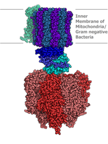 Atp synthase.PNG