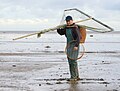 Shrimper with pushnet, Banks, near Southport, England.