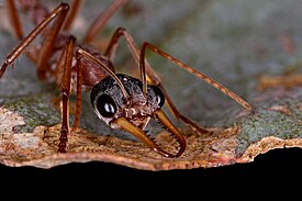 Рабочий Myrmecia nigriceps