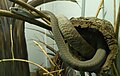 A black mamba at the St. Louis zoo