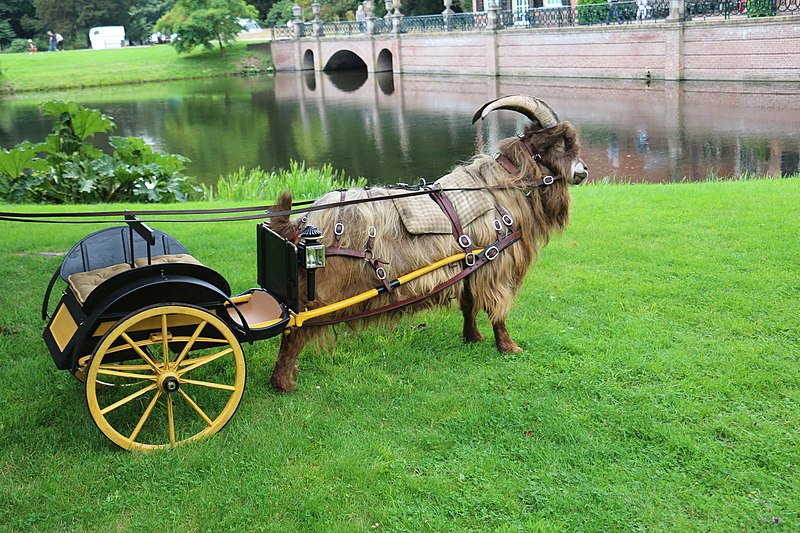 File:Bokkenwagen.jpg