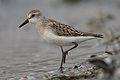 Semipalmated Sandpiper.