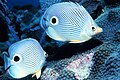 Foureye butterflyfish has false eyes near tail