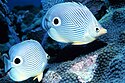 Foureye butterflyfish showing eyespots