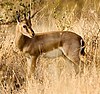 Chinkara (Indian Gazelle)