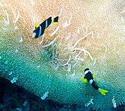 Sebae anemonefish (Amphiprion sebae) and sea anemone in the Maldives.