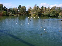 Birds on one of the many ponds at the zoo