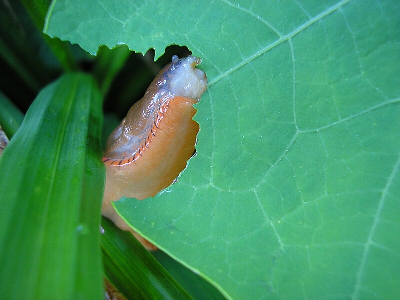 File:Eating slug.jpg