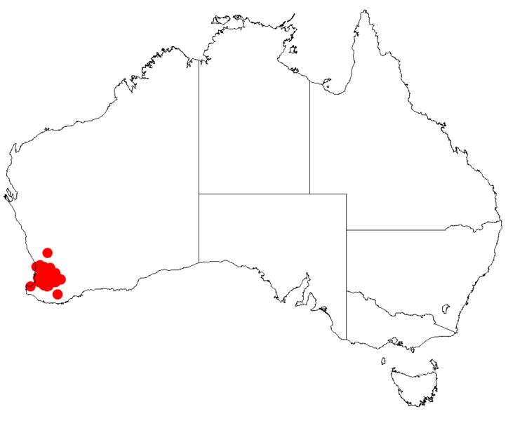 Файл:Isopogon crithmifoliusDistMap11.png