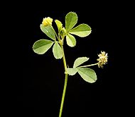 leaves and flowers