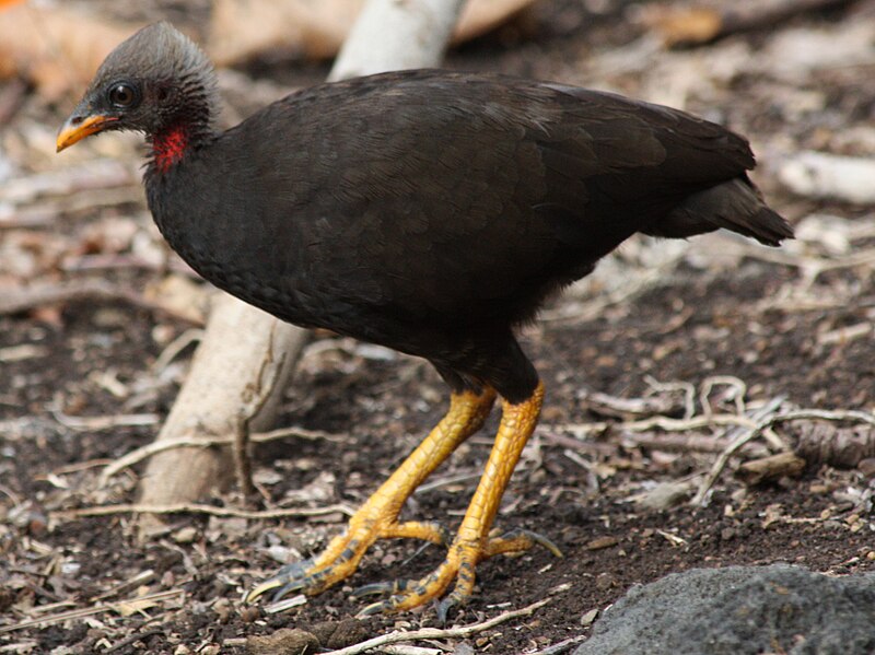 File:Micronesian megapode 6.jpg