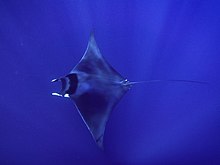 Mobula mobular 122443097.jpg