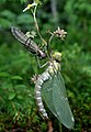 一只刚从幼虫壳中蜕出的蓝晏蜓（Aeshna cyanea）