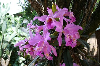 La orquídea, flor nacional.