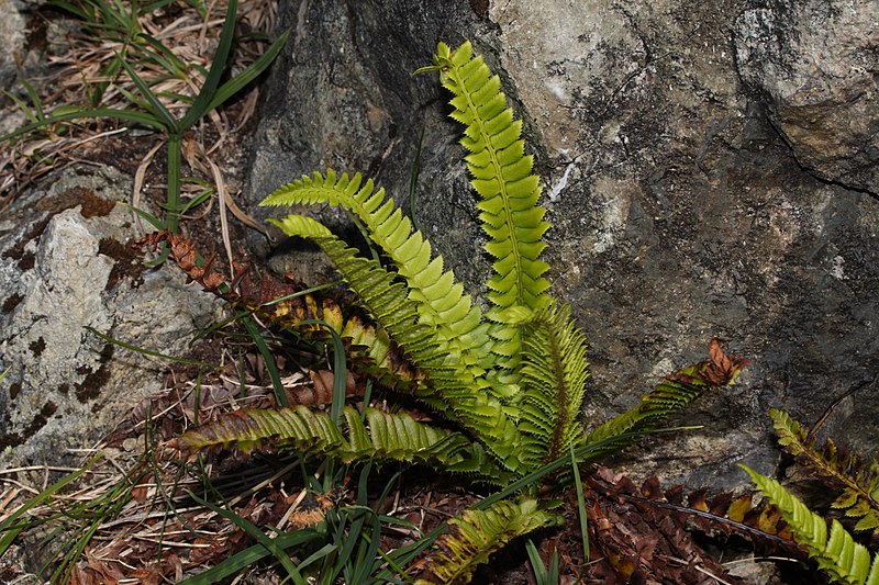 File:Polystichum lonchitis 5579.JPG