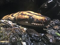 Brazilian rainbow boa at the Vancouver Aquarium