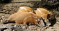 Red river hogs