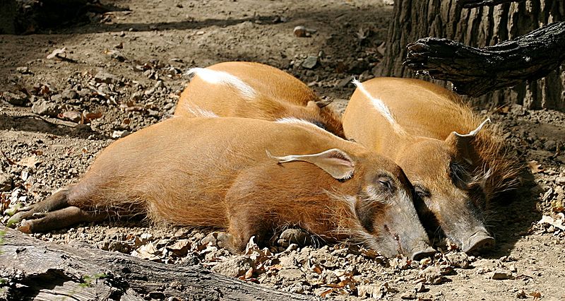 File:Red RIver Hog.jpg