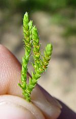 Miniatura para Selaginella denticulata