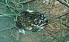 A dark green frog with orange spots rests at the edge of a pond