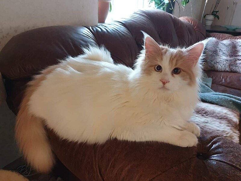 File:Thor, turkish van.jpg