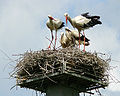 White stork family shortly after one of the adults is arrived