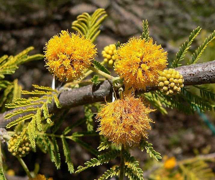 Файл:Acacia caven 3.jpg