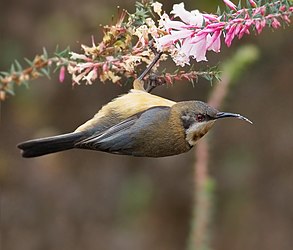 Eastern Spinebill