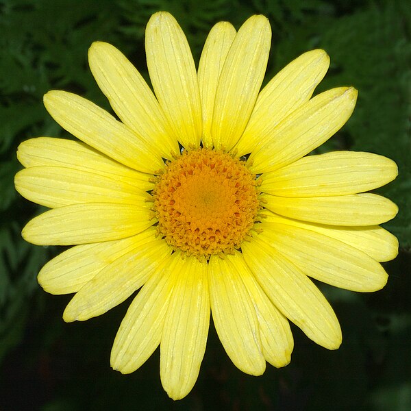 File:Argyranthemum frutescens (aka).jpg