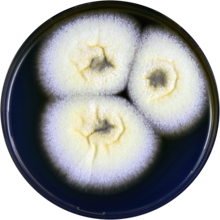 Aspergillus paradoxum cya.png