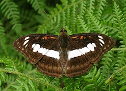 新月帶蛺蝶 A. selenophora♂