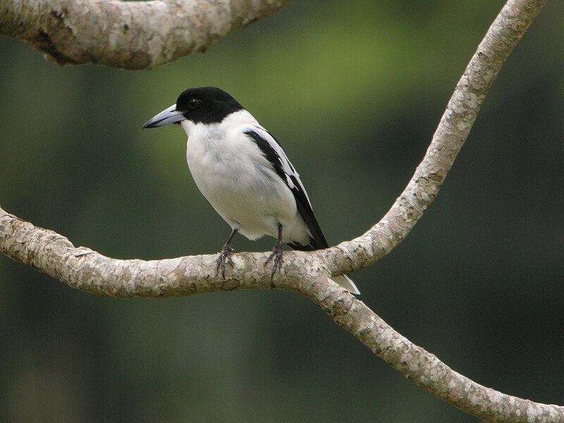 File:Black-backed Butcherbird.jpg