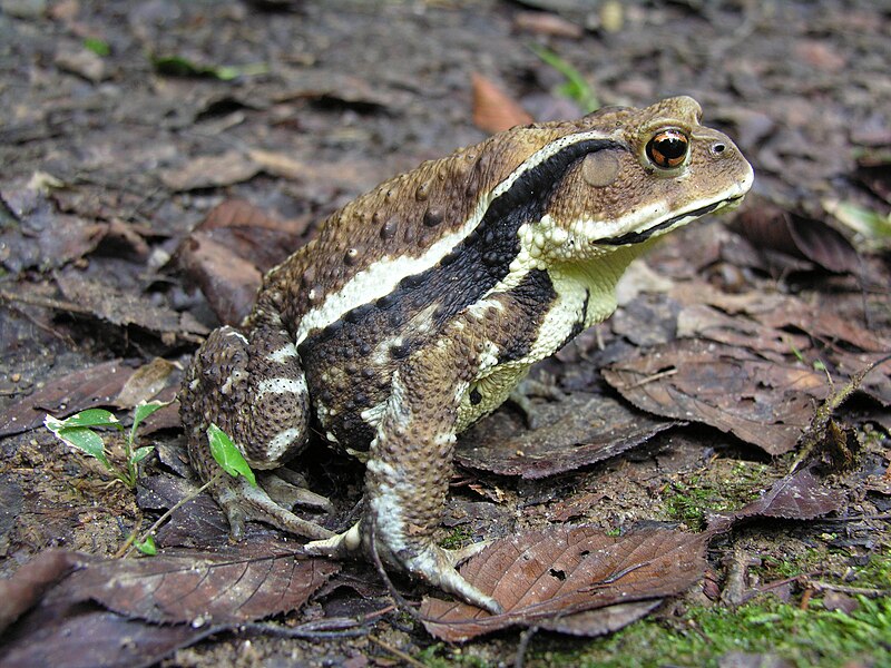 File:Bufo japonicus DSCN9878.jpg