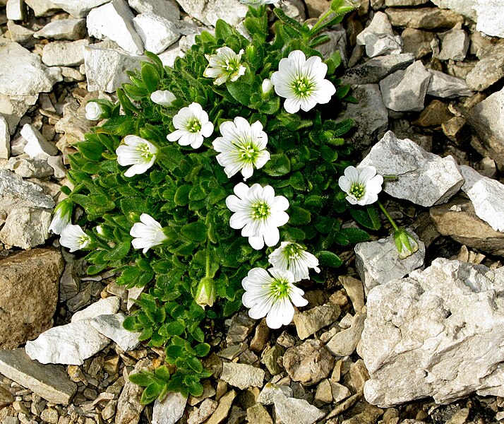 Archivo:Cerastium latifolium 1 MHNT.jpg