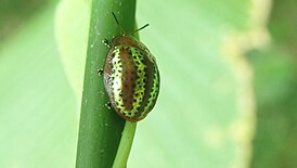 Chelymorpha alternans