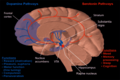 Dopamine and serotonin