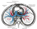 Illustración de la (Anatomía de Gray) que representa una sección transversal del mediastino