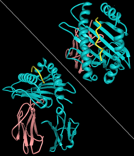 Файл:HLA-A11.png