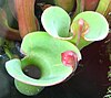 Heliamphora nutans