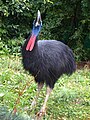 The cassowary, the heaviest non-African bird, can run at 50 km/h through dense rainforest.