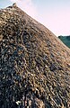 A replica Iron Age thatched roof, Butser Ancient Farm, Hampshire, England