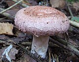 Lactarius torminosus