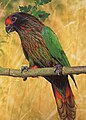 Yellow-streaked Lory of New Guinea