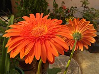 Orange gerbera Daisy