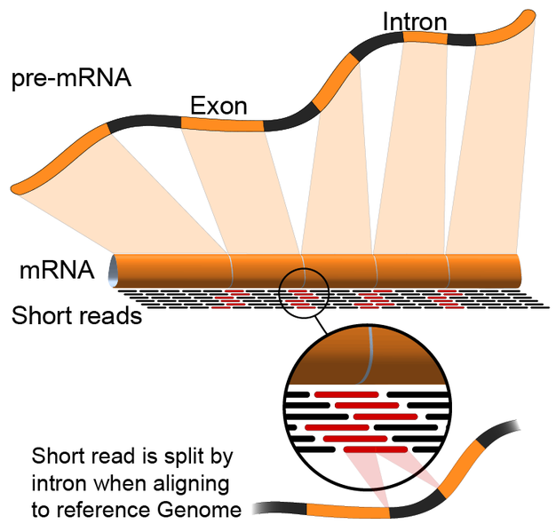 File:RNA-Seq-alignment.png