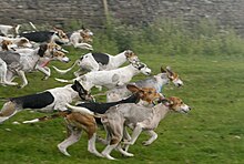 Racing hounds.jpg