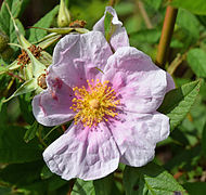 Rosa palustris, swamp rose flower at the University of Mississippi Field Station