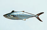 Thumbnail for Atlantic Spanish mackerel